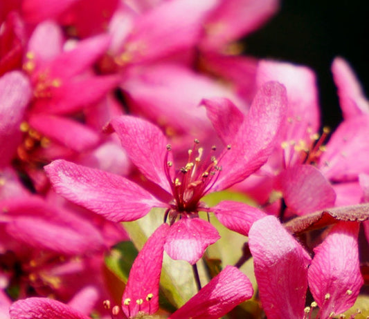 Fioritura ravvicinata dei fiori ornamentali rosa vivace di Malus purpurea cv 'ELEYI'