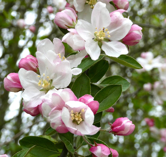 Malus sylvestris delicati fiori bianchi e rosa con foglie verdi in fiore primaverile