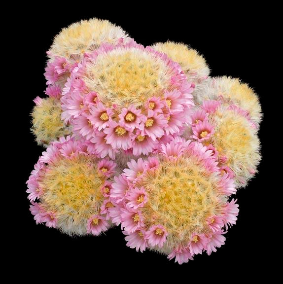 Mammillaria carmenae cactus with dense yellow spines and ring of delicate pink flowers
