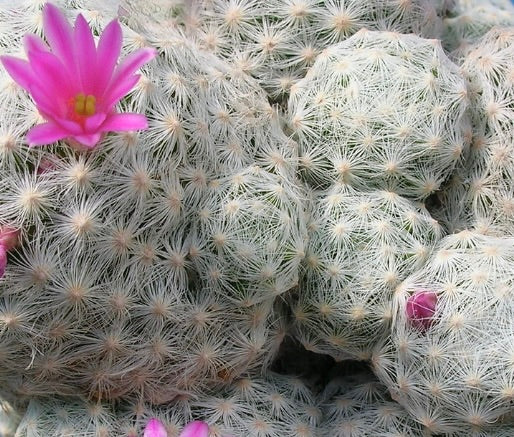 Mammillaria humboldtii piccolo cactus con spine bianche e fiori rosa intenso in fiore
