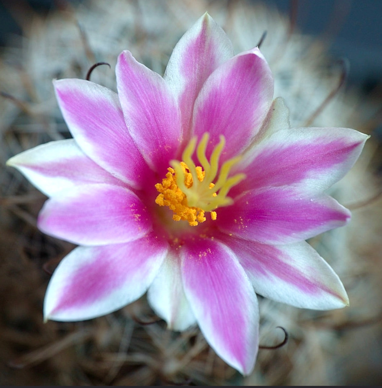 Cactus Mammillaria insularis con fiore rosa e bianco e stami gialli in fiore