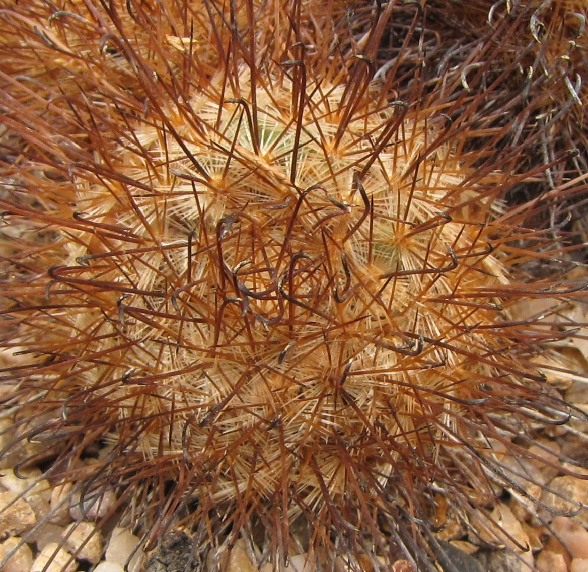 Mammillaria moelleriana raro cactus con spine dense marroni ad uncino su corpo rotondo e piccolo