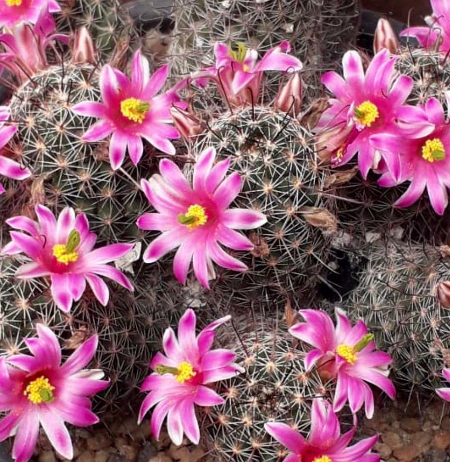 Mammillaria alamensis cactus with vibrant pink flowers and dense spines succulent specimen