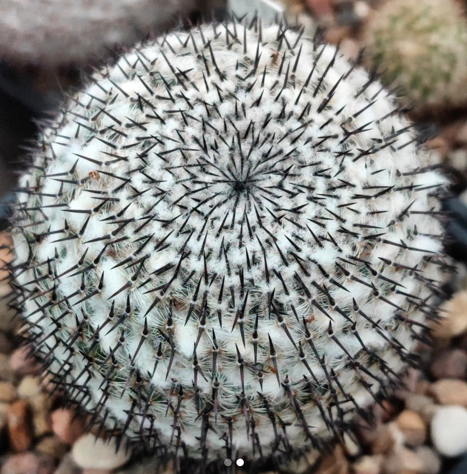 Mammillaria albata cactus bianco lanoso con lunghe spine nere e forma rotonda