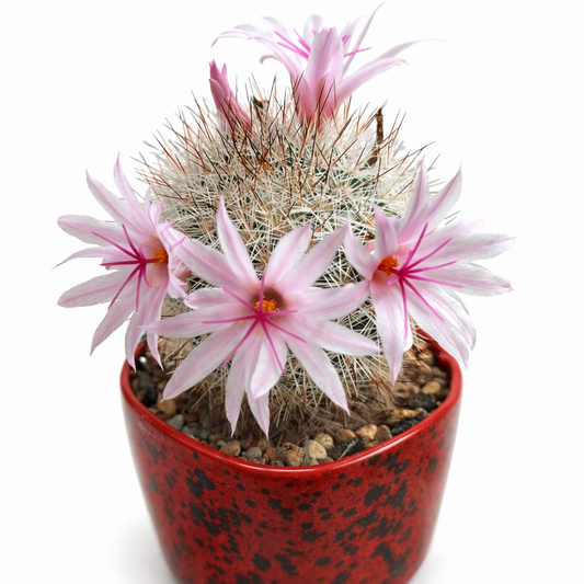 Cactus Mammillaria albicans con spine bianche e delicati fiori rosa in vaso rosso