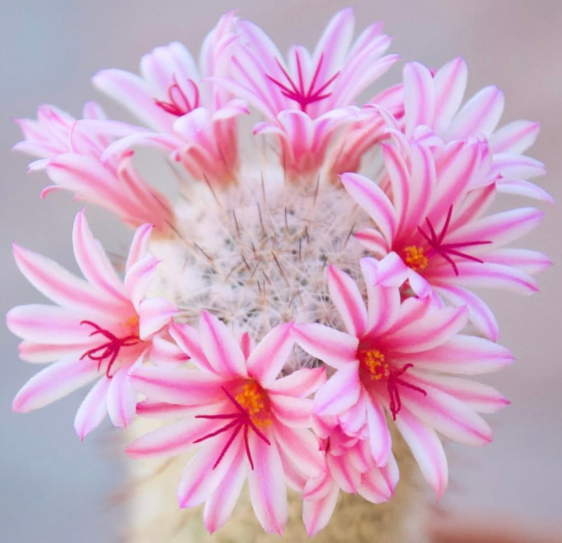 Mammillaria albicans cactus with delicate pink and white striped flowers in bloom