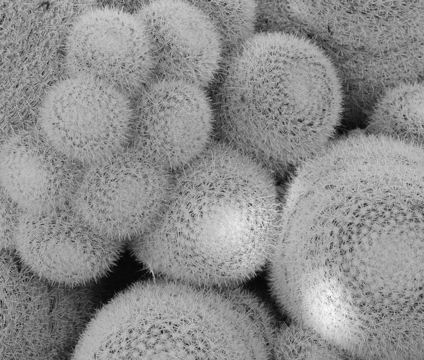 Mammillaria albilanata dense cluster of small round cacti with white spines and fine texture