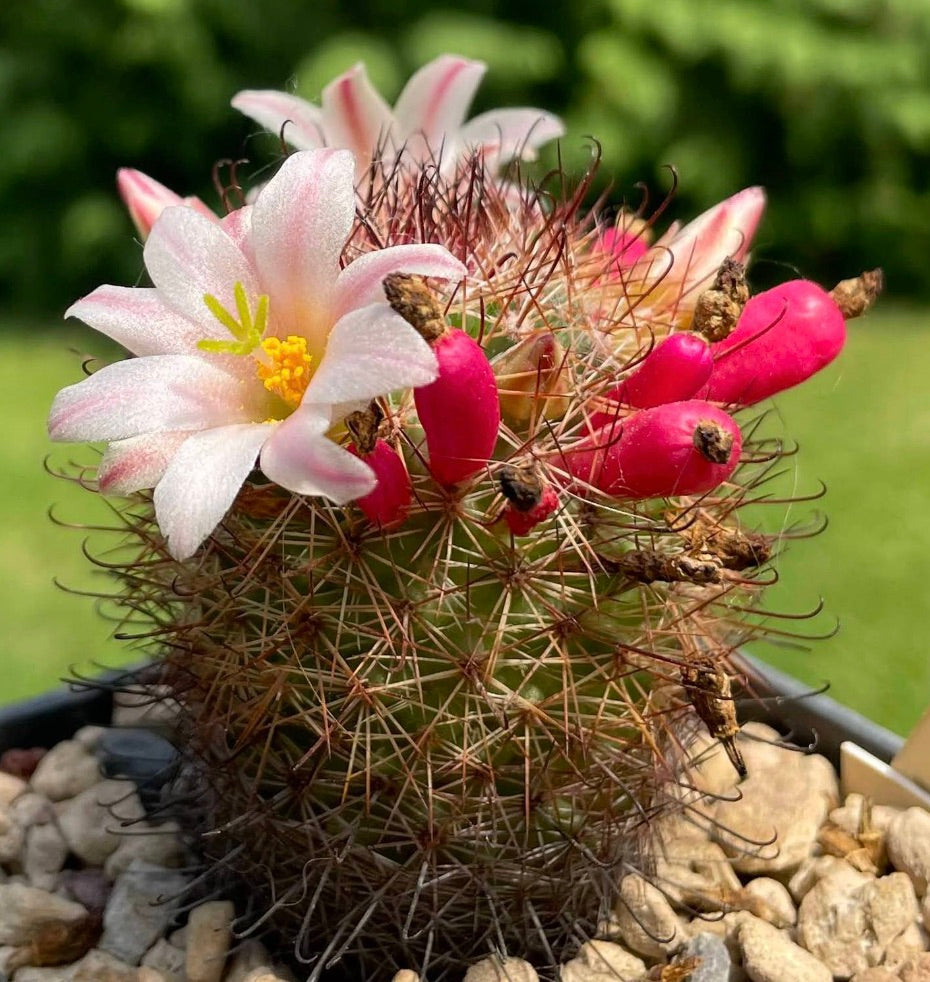 Mammillaria angelensis small cactus with pink flowers and bright red fruit in pot