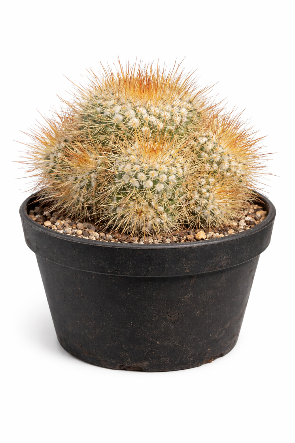 Mammillaria apozolensis rare cactus with dense golden spines in black nursery pot