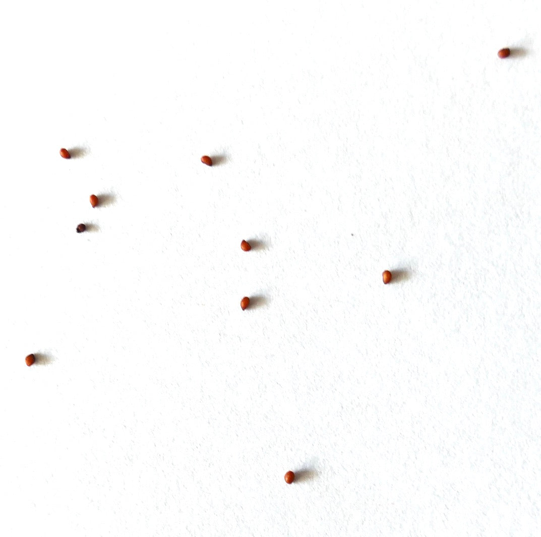 Mammillaria apozolensis small brown cactus seeds on white background