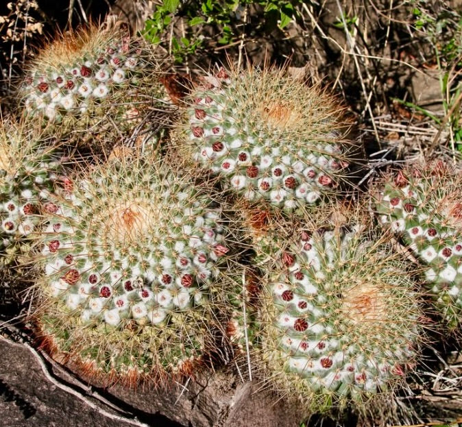 Mammillaria apozolensis cluster of small round cacti with dense spines and white woolly areoles
