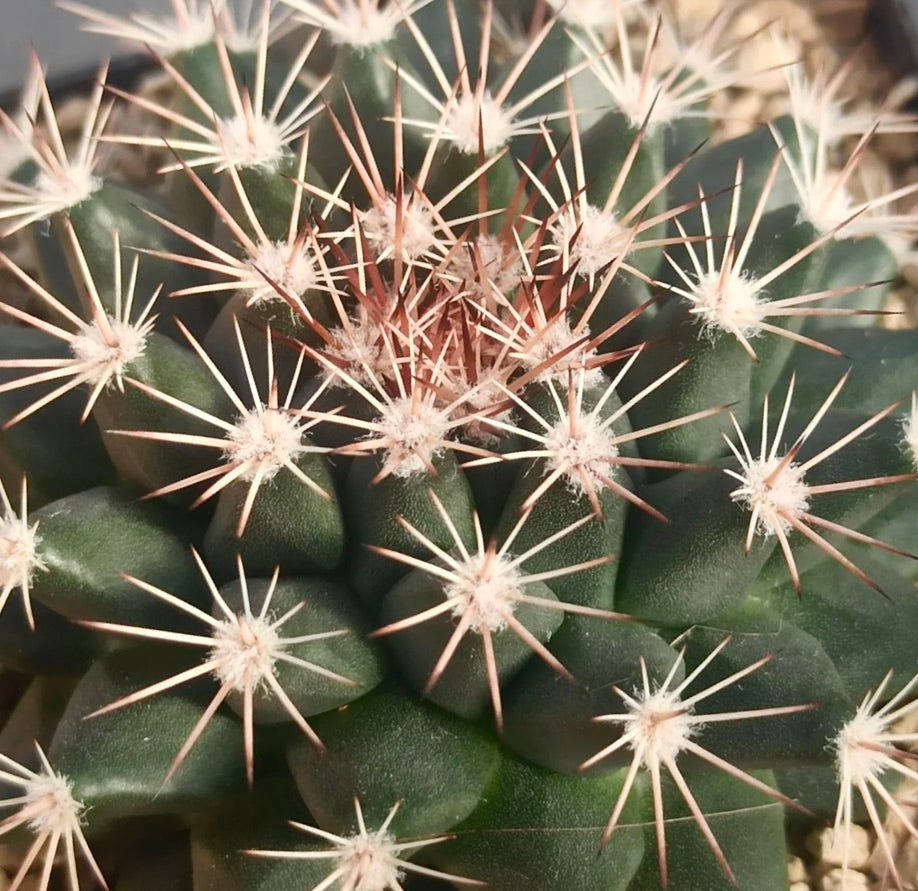 Cactus Mammillaria applanata con fitti spine bianche e rossastre pianta grassa succulenta