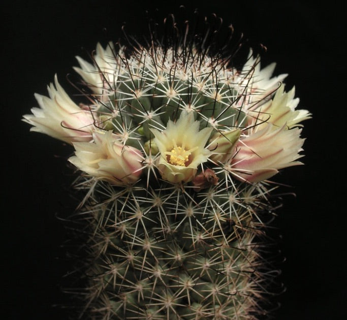 Mammillaria armilata cactus with pale yellow flowers and dense spines on dark background