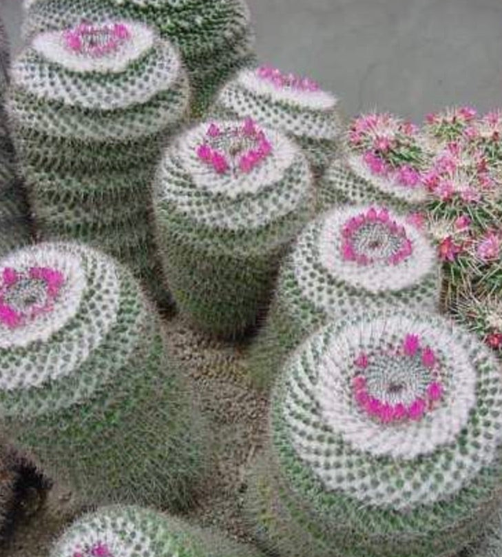 Mammillaria arroyensis cactus with white spines and pink flowers in clustered formation