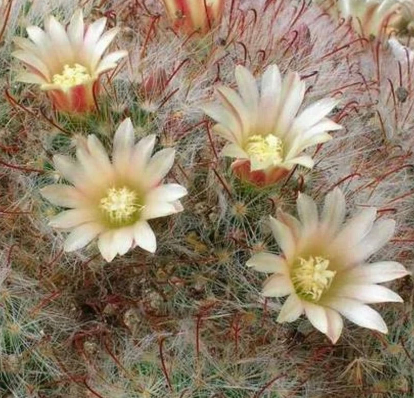 Mammillaria aurihamata cactus with pale cream flowers and dense reddish spines