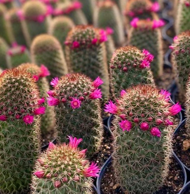 Mammillaria backebergiana cactus with pink ringed flowers and dense spines in pots