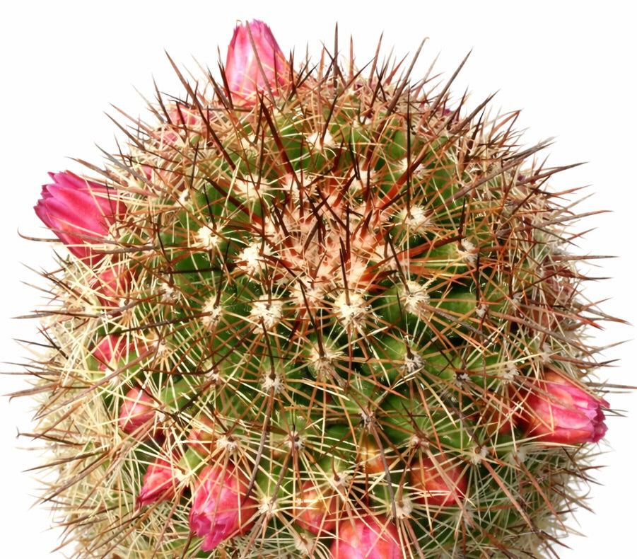 Mammillaria bambusiphila var parva cactus with dense spines and pink flower buds