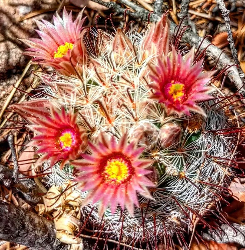 Mammillaria barbata cactus with pink flowers and dense white spines in natural setting