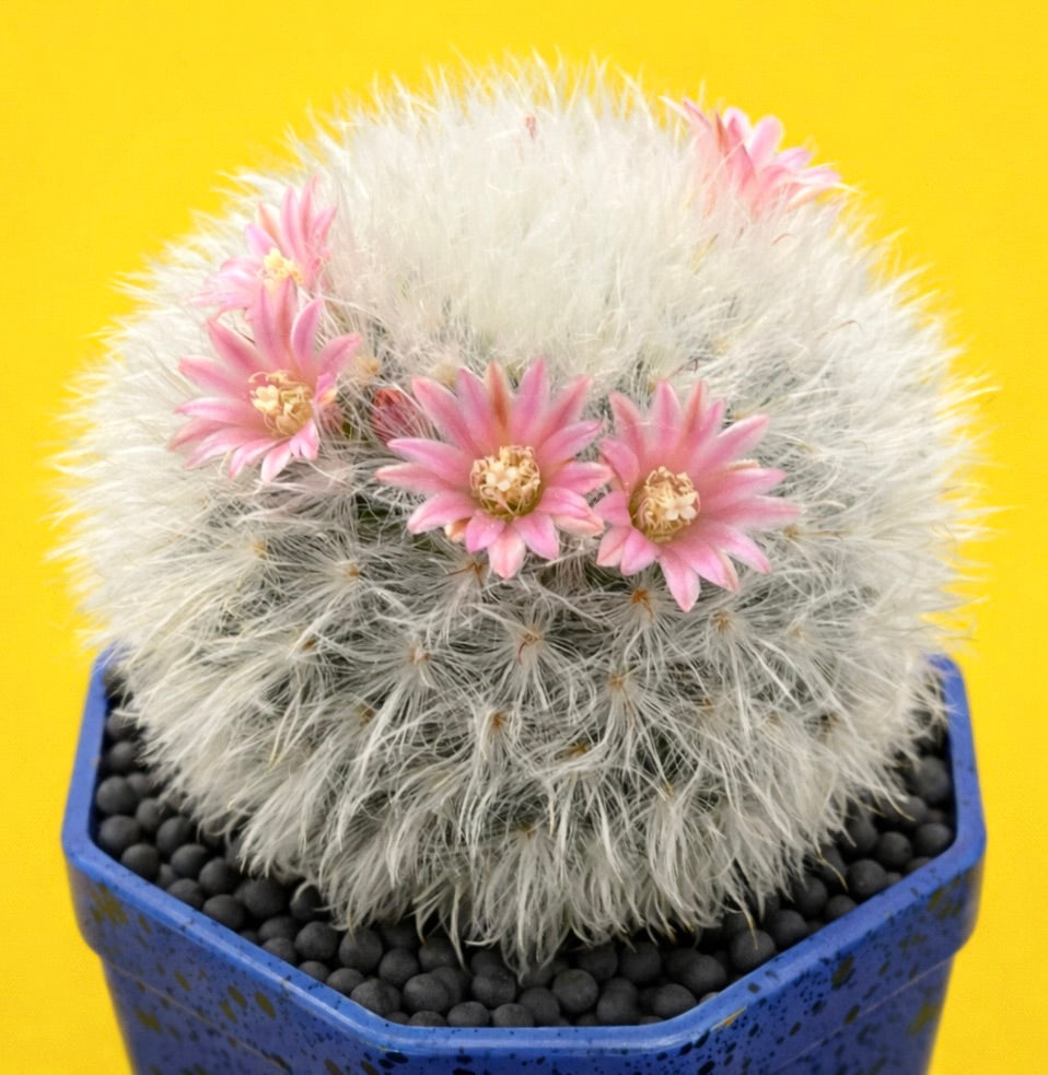 Mammillaria bocasana var multilanata white hairy cactus with pink flowers in blue pot