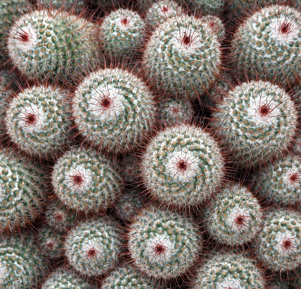 Mammillaria bombycina dense cluster of small round cacti with white woolly spines and reddish tips