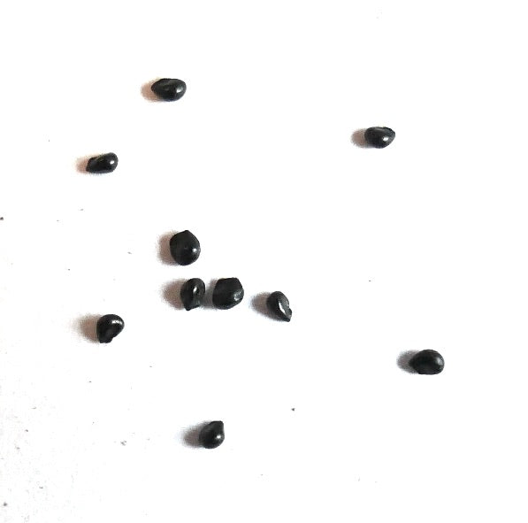 Mammillaria candida cactus seeds scattered on white background