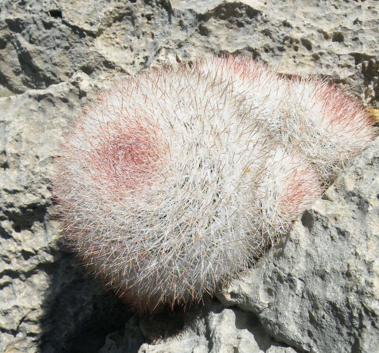 Mammillaria candida dense white spines with pinkish tips on rocky surface succulent cactus