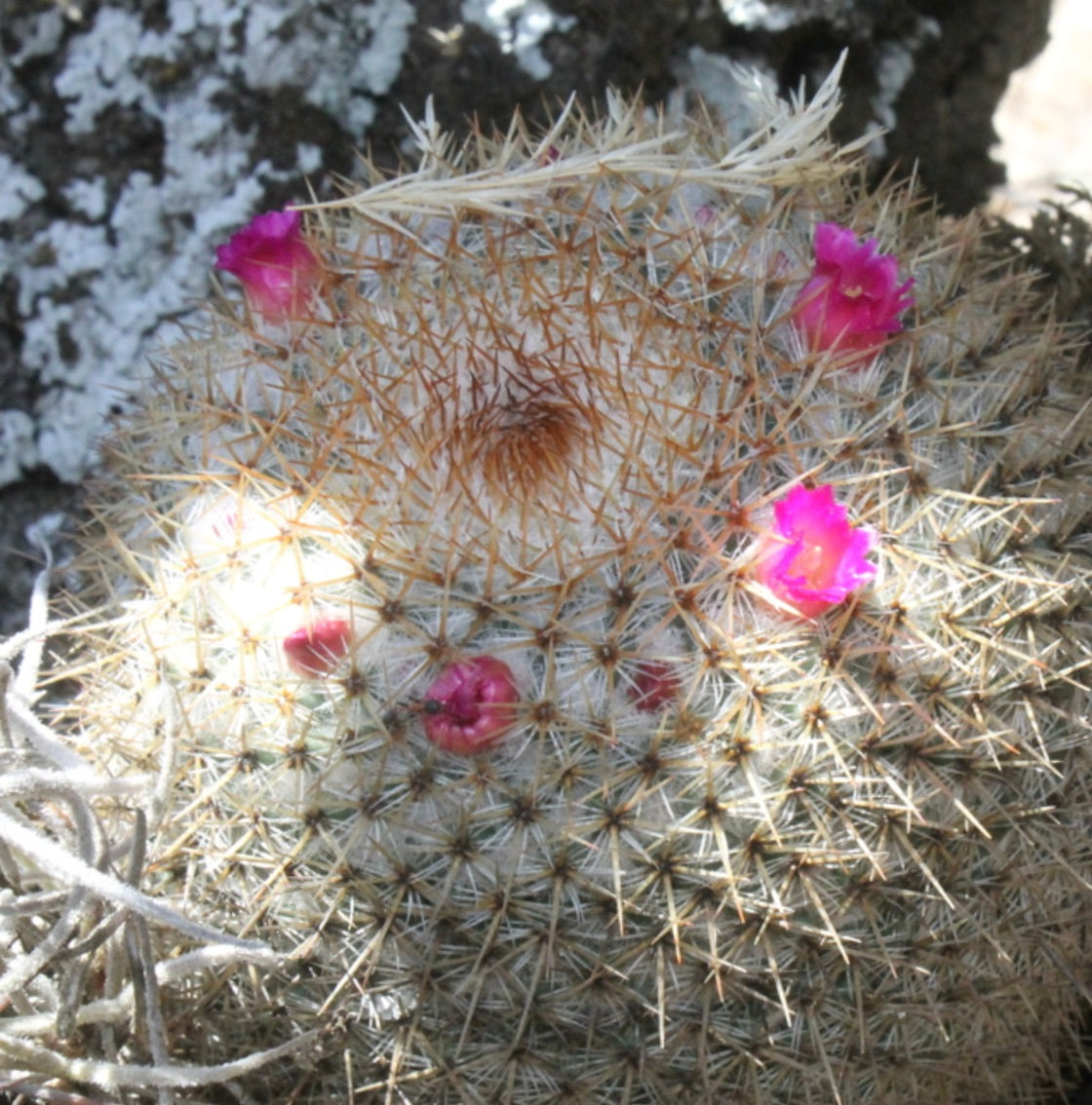 Cactus Mammillaria flavicentra con spine dense e piccoli fiori rosa brillante in fiore