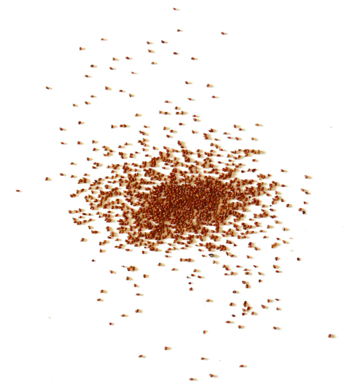 Mammillaria ingens cactus seeds scattered on white background