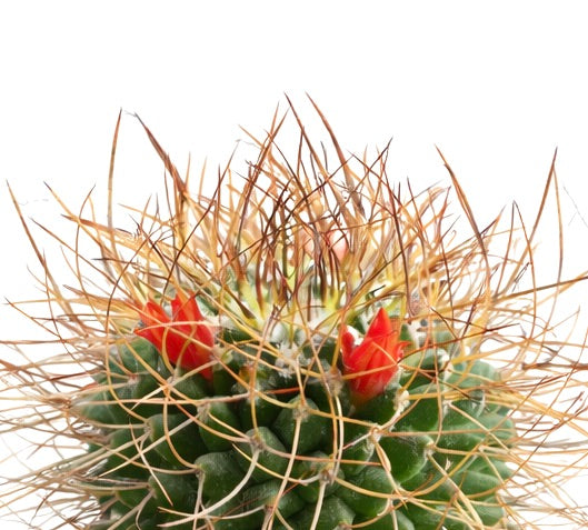 Mammillaria ingens cactus with dense long spines and small red flowers blooming