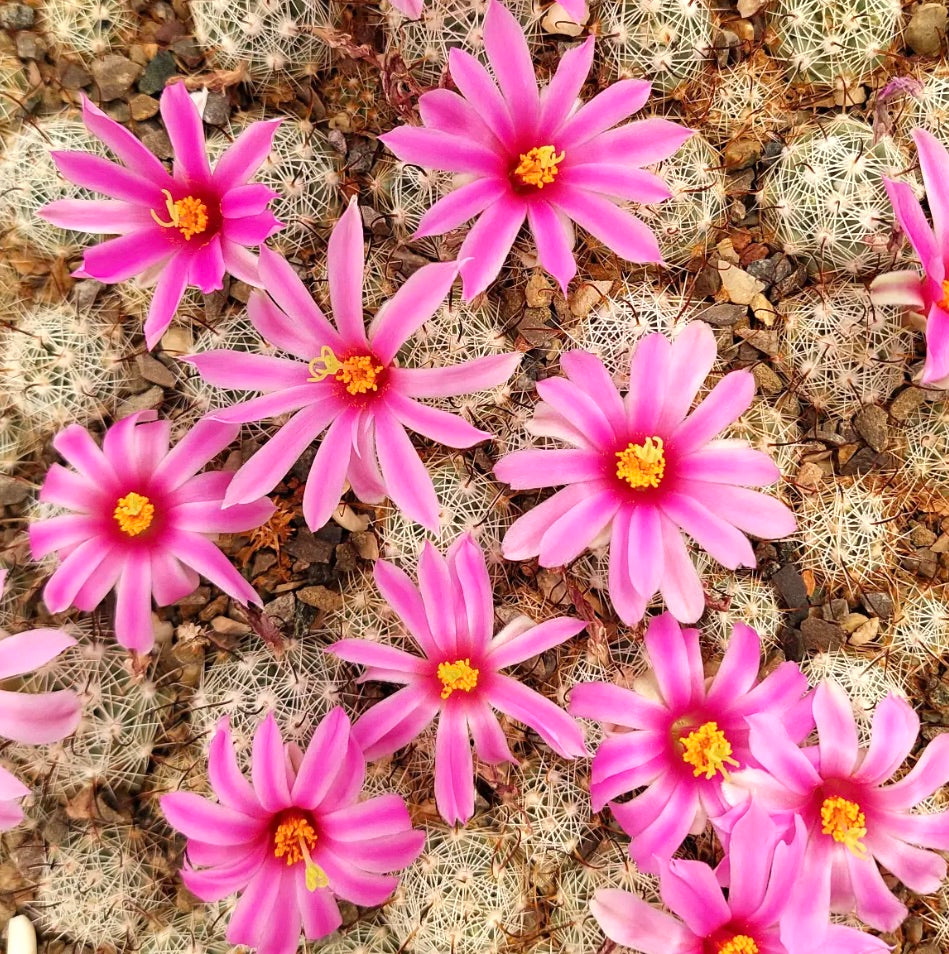 Mammillaria insularis cactus with bright pink flowers and dense white spines succulent