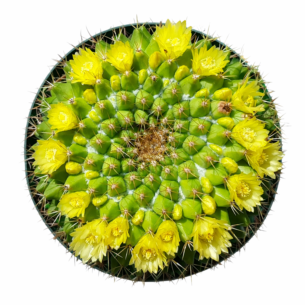 Mammillaria marksiana cactus with bright yellow flowers and radial spines in pot