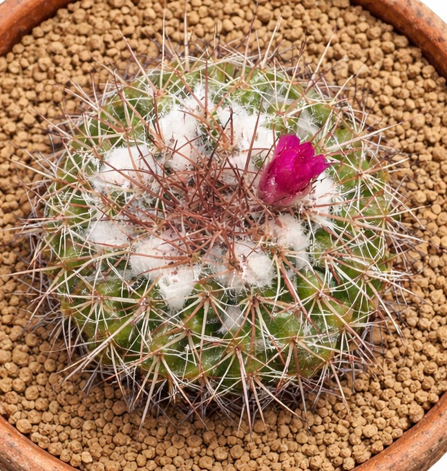 Mammillaria maycobensis cactus with white wool and pink flower in terracotta pot