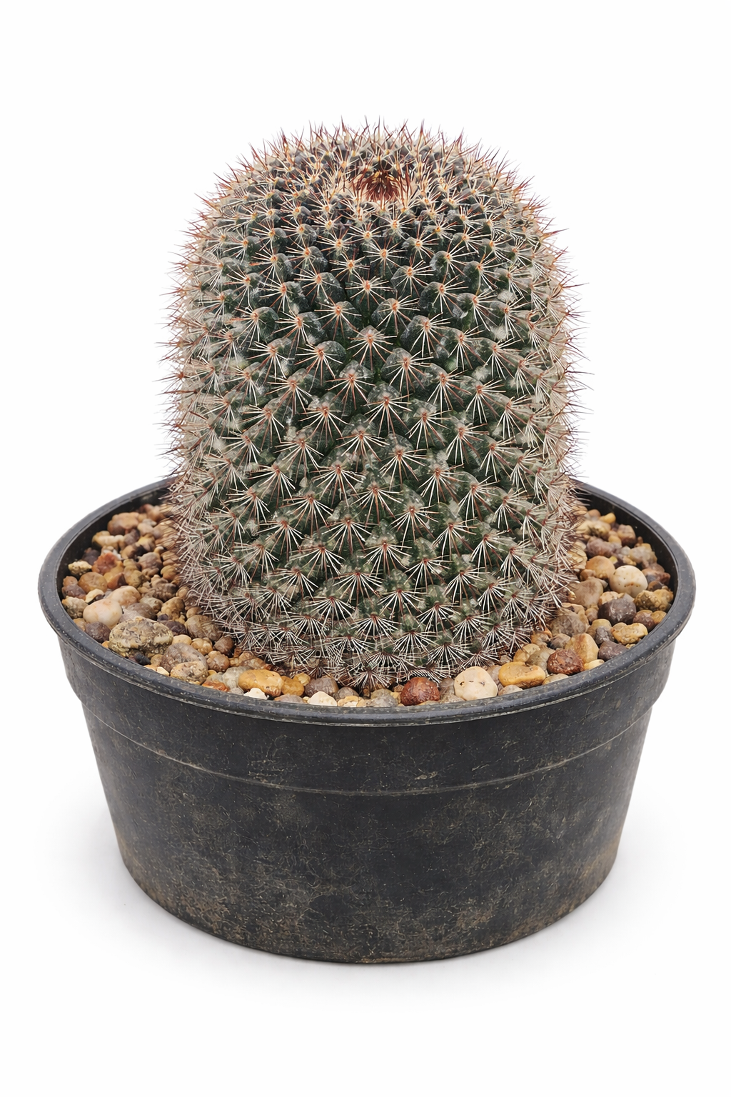 Mammillaria miegeana small round cactus with dense spines in black plastic pot