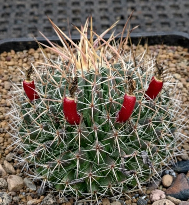 Mammillaria mixtecensis cactus with dense spines and red fruit on gravel soil