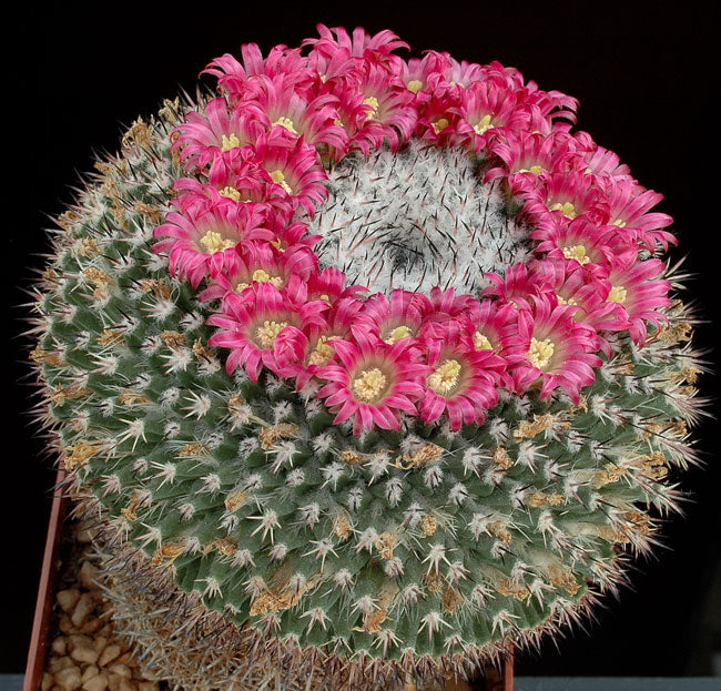 Mammillaria mystax cactus with dense spines and vibrant pink flower ring