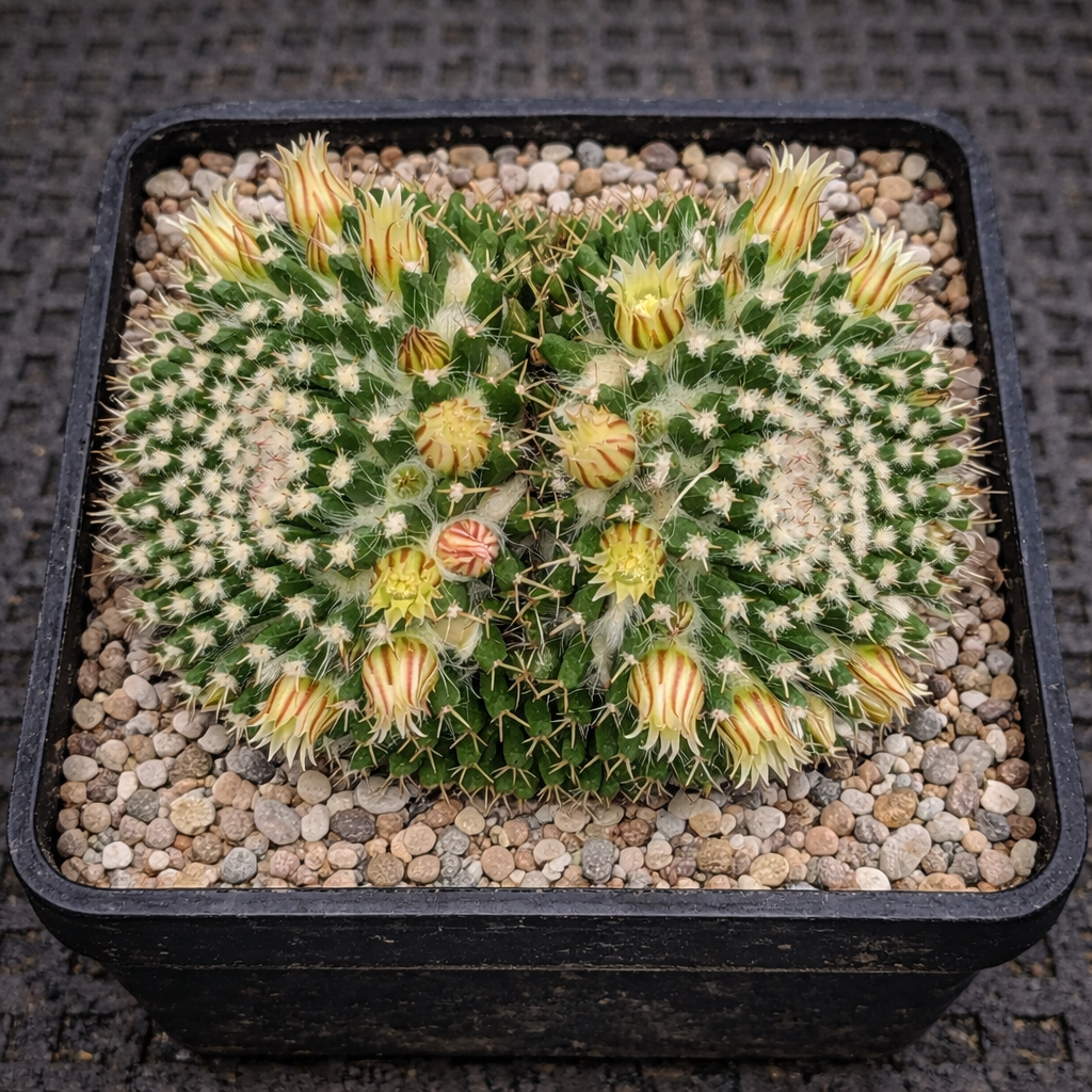Mammillaria nejapensis cactus with yellow striped flowers in black pot with gravel