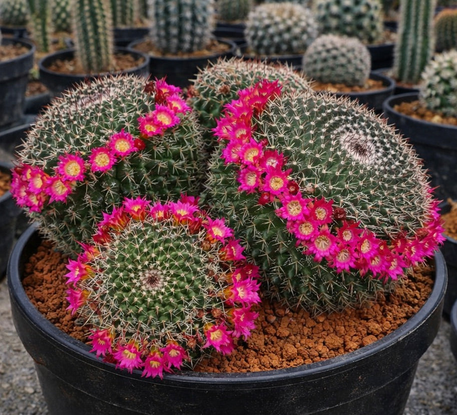 Mammillaria neomystax cactus with bright pink ringed flowers in black pot