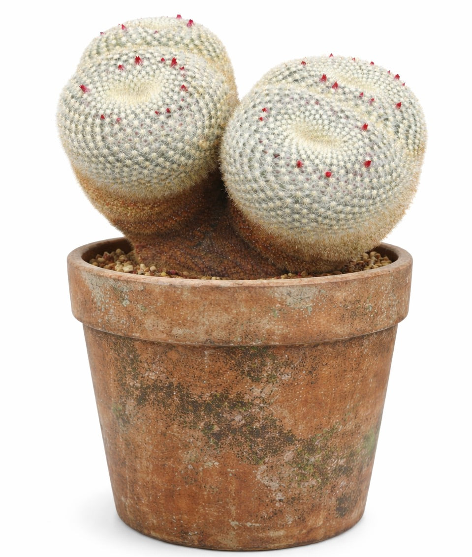 Mammillaria neopotosina rare cactus with white spines and red buds in rustic terracotta pot
