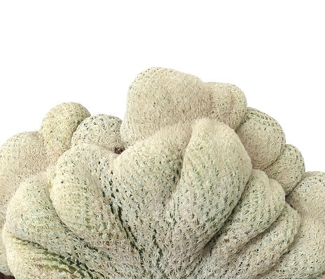 Epithelantha micromeris rare crested white spiny cactus succulent specimen