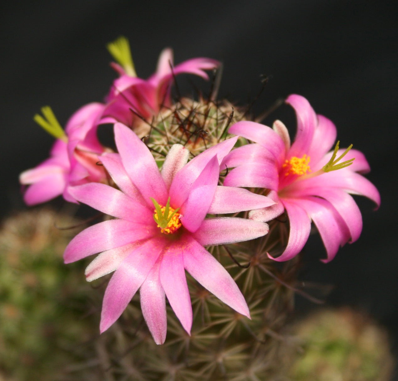 Mammillaria occidentalis cactus with bright pink star-shaped flowers and spiny green stem