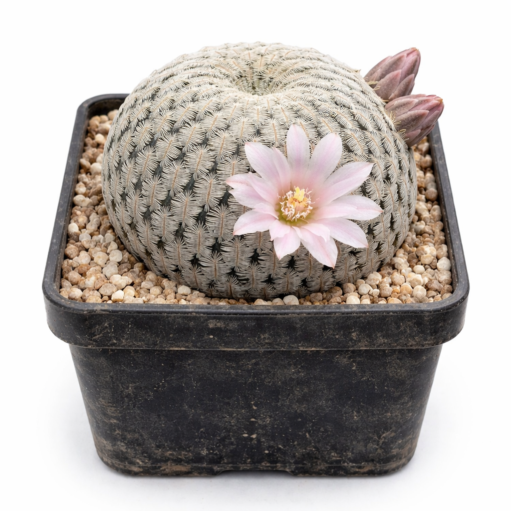 Mammillaria pectinifera, cactus rotondo con fiore rosa pallido e germogli in vaso nero