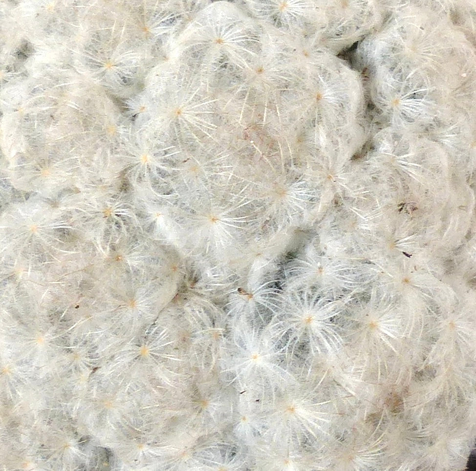 Mammillaria plumosa fluffy white feathery cactus cluster succulent plant