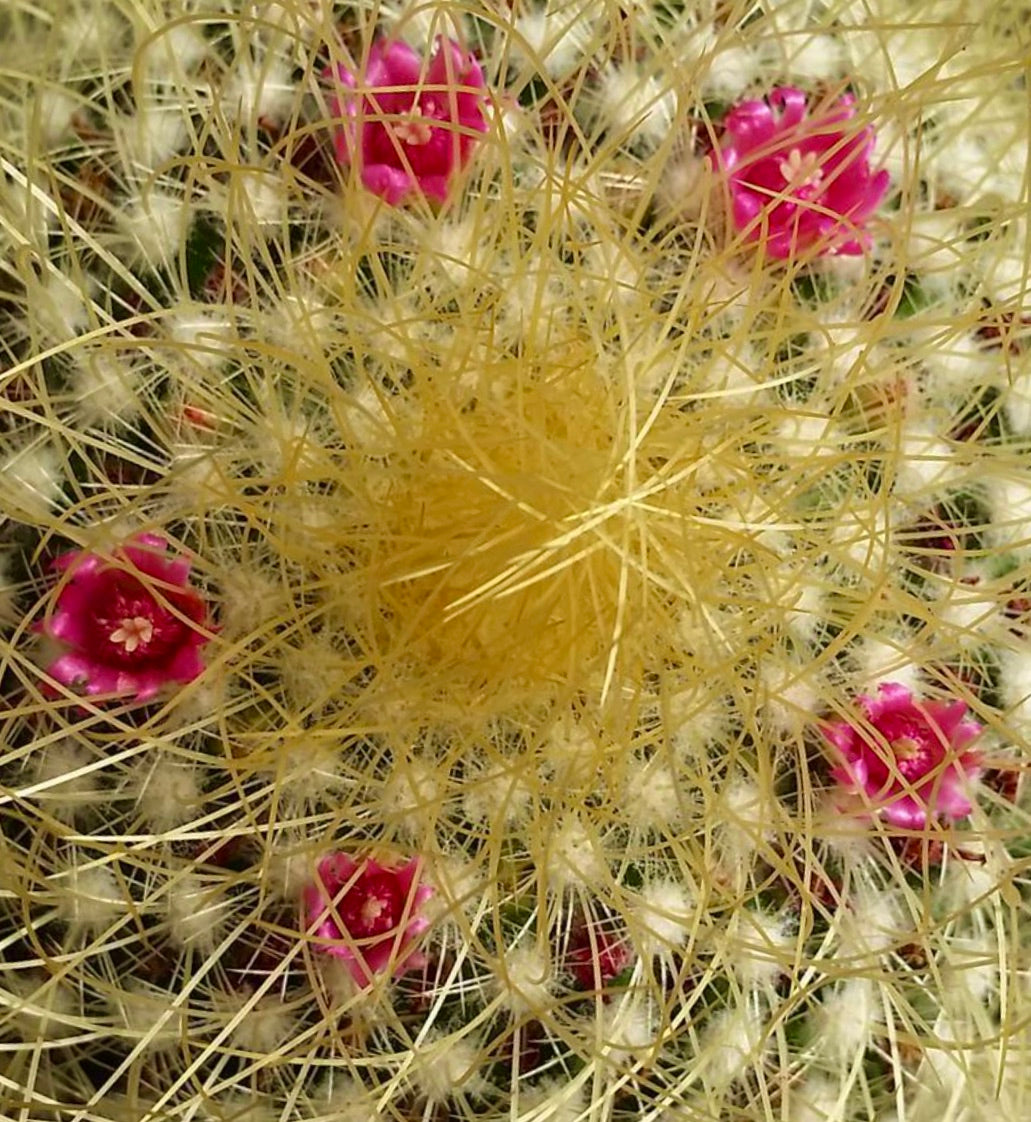 Mammillaria pringlei cactus with dense yellow spines and small pink flowers