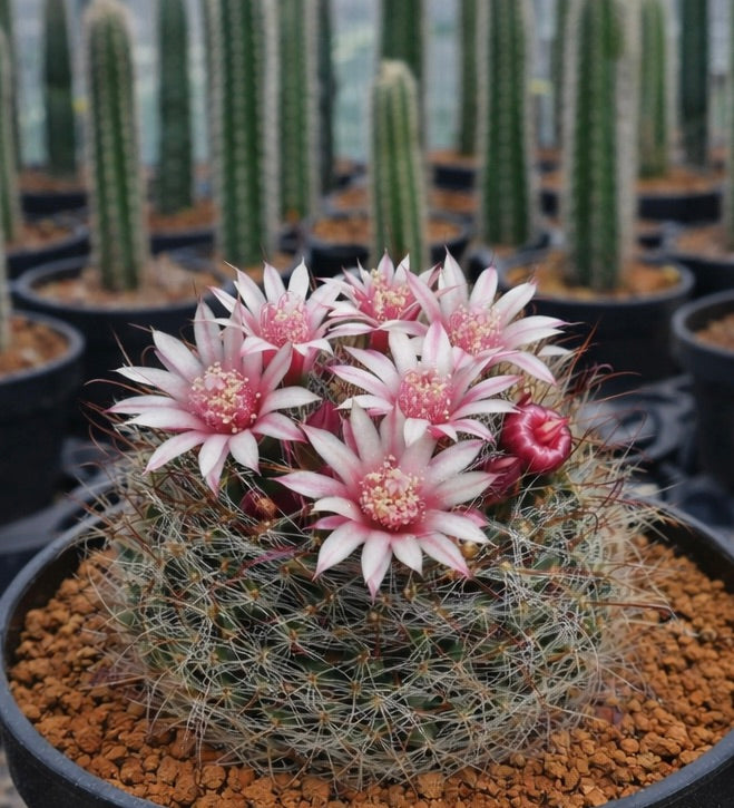 Mammillaria pubispina cactus with pink and white star-shaped flowers in black pot