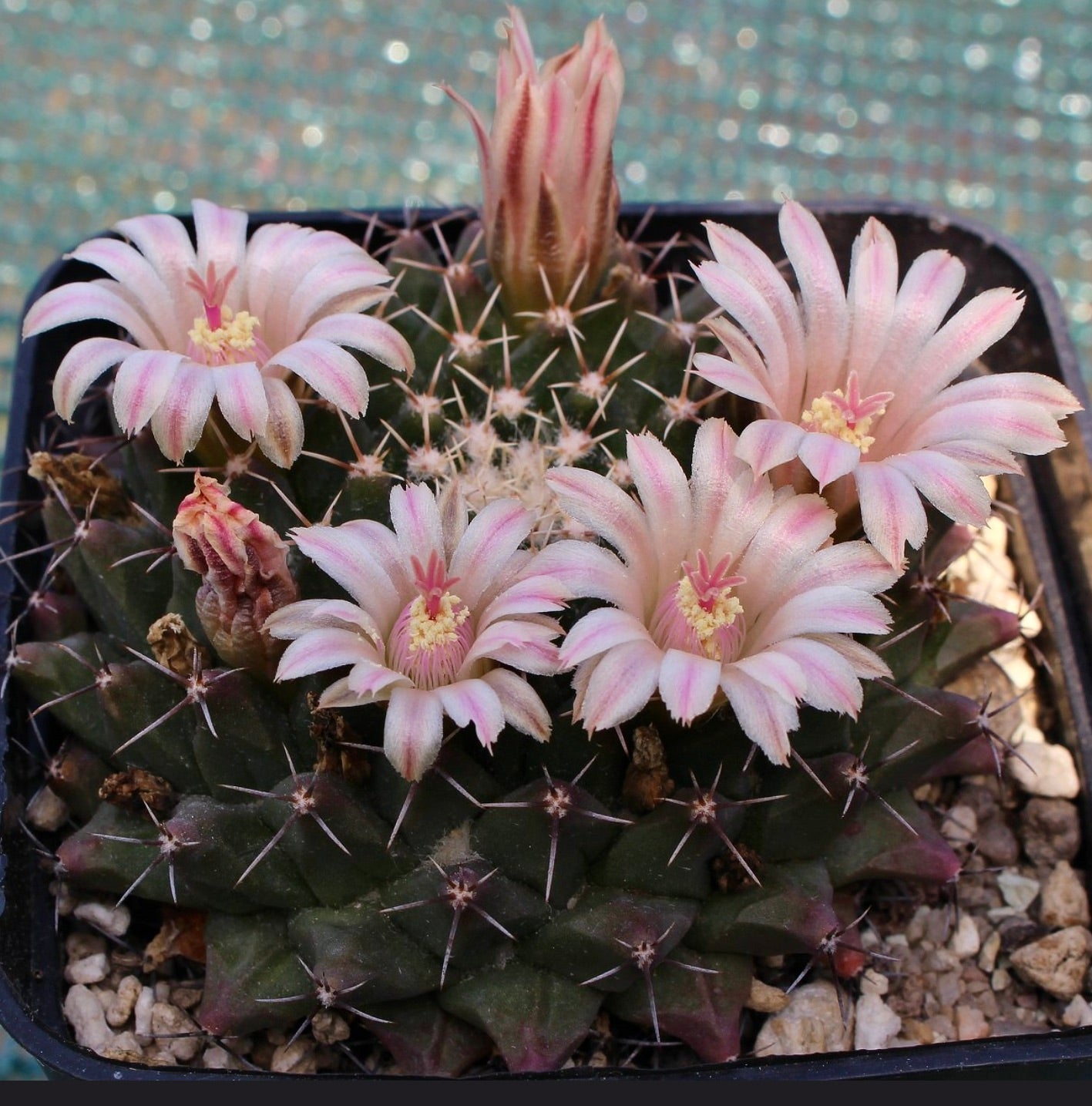 Mammillaria roseoalba cactus with pale pink flowers and dark green spiny body in pot