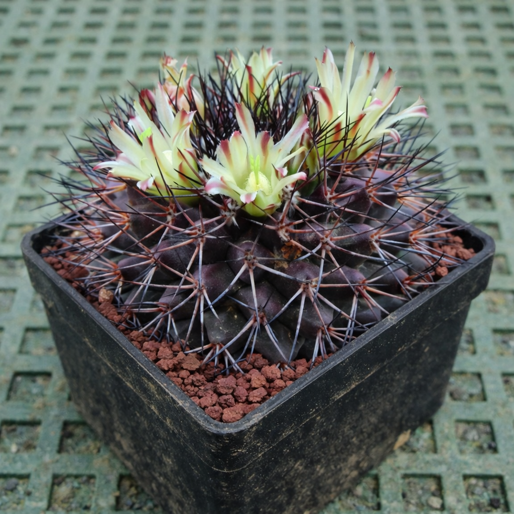 Mammillaria rubida cactus with dark spines and pale yellow flowers in black pot