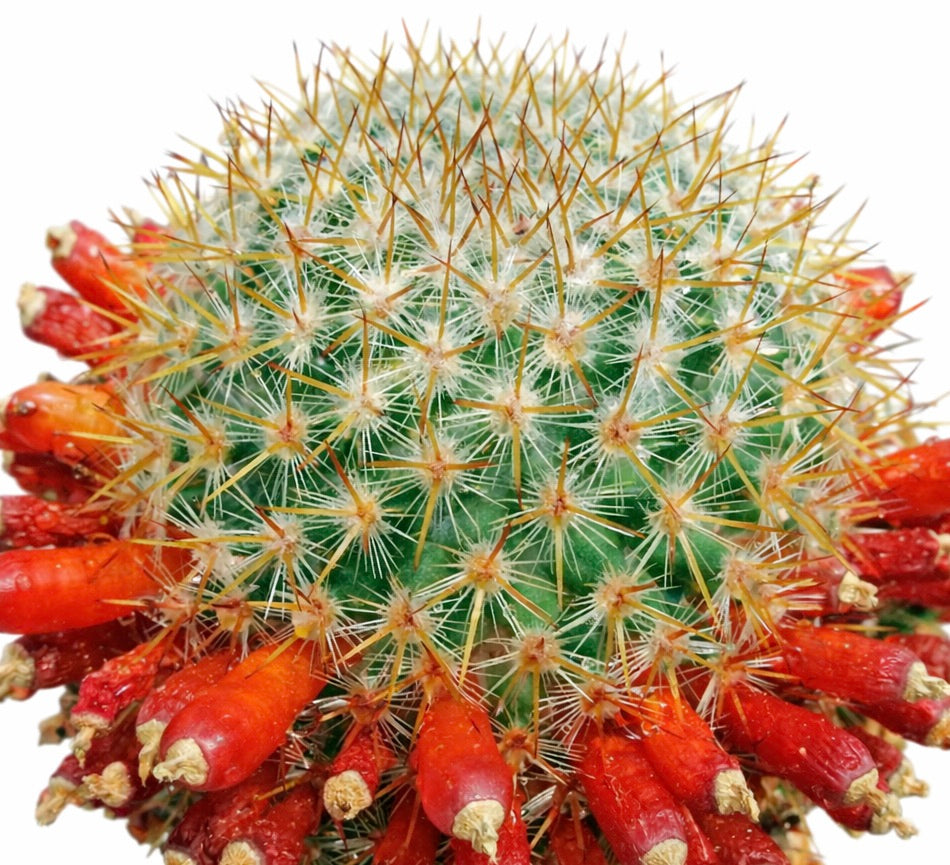Mammillaria ruestii cactus with dense spines and vibrant red fruit clusters