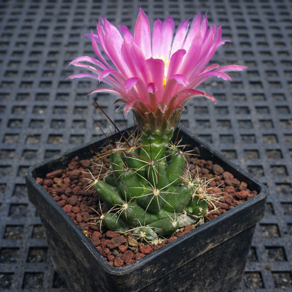 Mammillaria runyonii cactus with pink flower in black nursery pot on grid surface