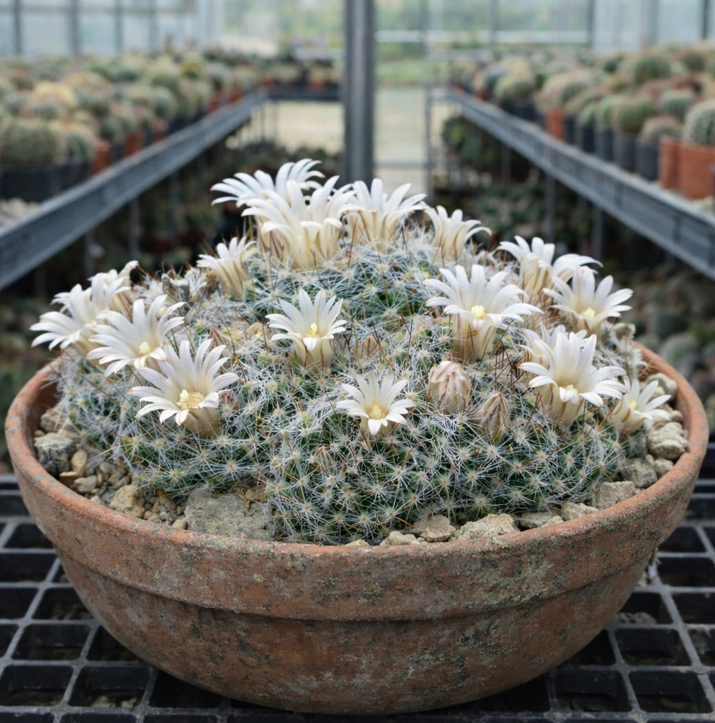 Mammillaria sanlouisensis clustered cactus with white flowers in terracotta pot