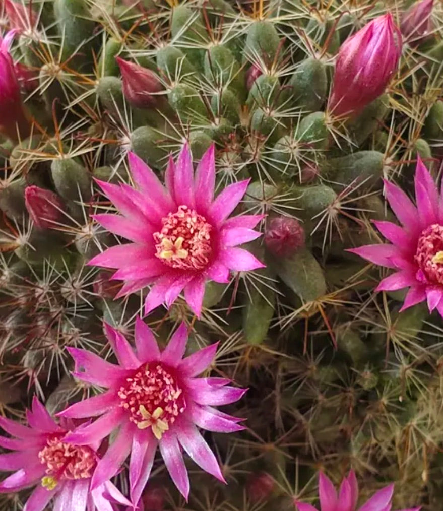 Mammillaria scheidweileriana cactus with bright pink star-shaped flowers and sharp spines